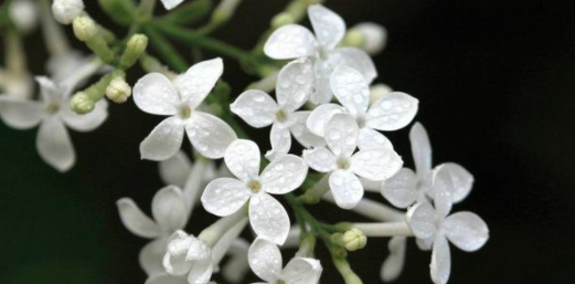 盆栽白色丁香花怎么养？