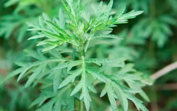 种植艾草的步骤和方法是什么？