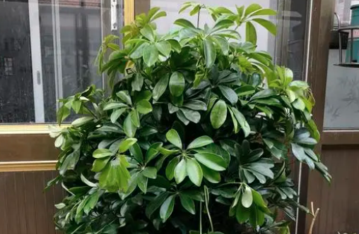 鸭掌木换过盆后需要浇水吗？