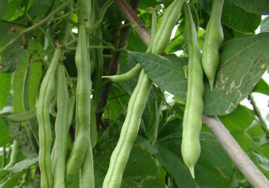 四季豆要种多久才结果?