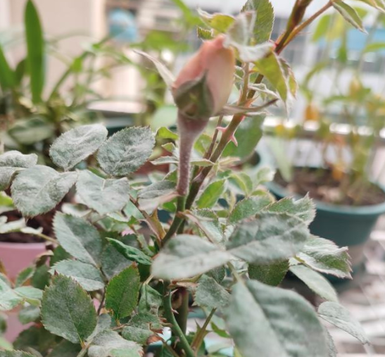 花杆上长白色的东西怎么治？