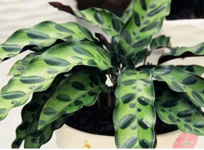 猫眼竹芋的寓意风水有什么？