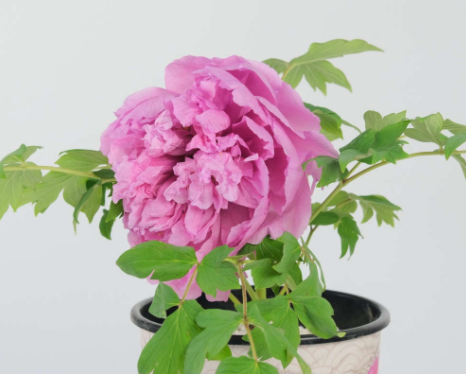 芍药叶子和牡丹叶子的区别在哪？