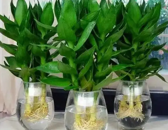 水培植物可以用缓释肥吗？
