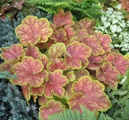 矾根的种植方法及养护是什么？