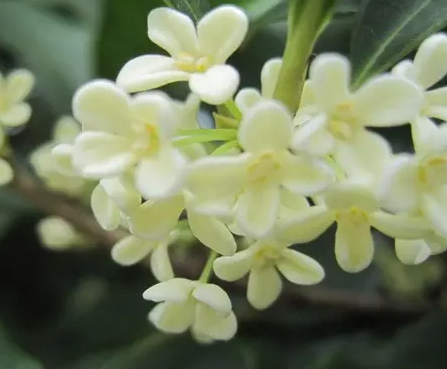 桂花养殖方法和注意事项有哪些？