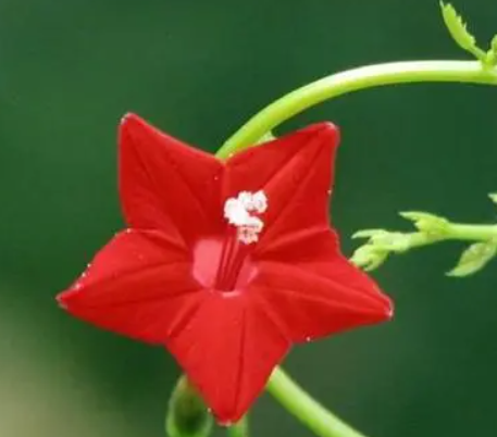 茑萝松适合几月播种？