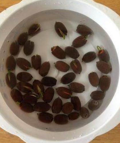 碗莲种子飘起来的能发芽么？