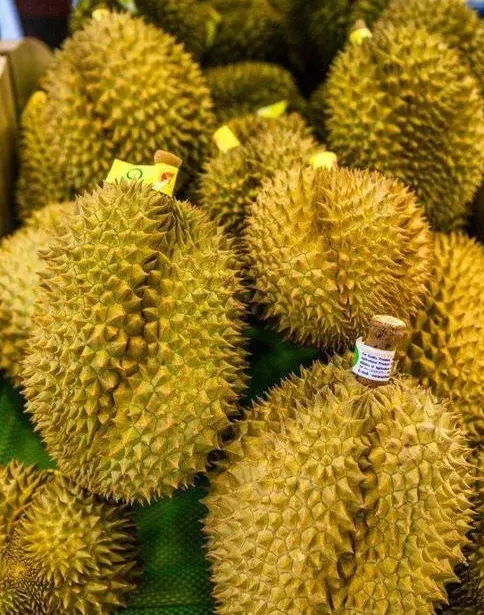 榴莲的种植要哪些条件？