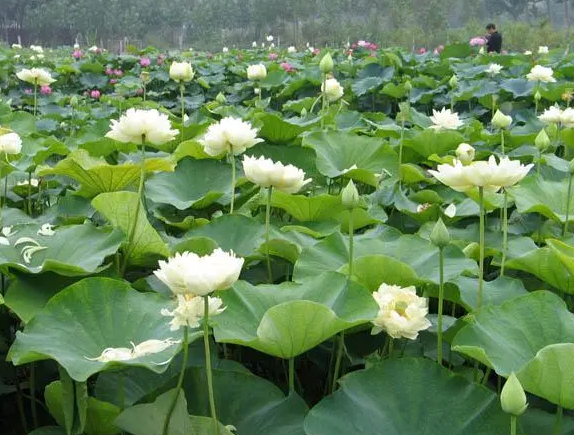 水芙蓉和水葫芦的区别在哪？