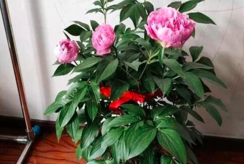芍药种下后几天浇一次水？