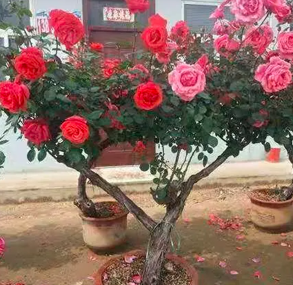 月季老桩从发芽到开花要多久？