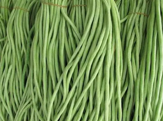 北方秋豆角什么时候种植？