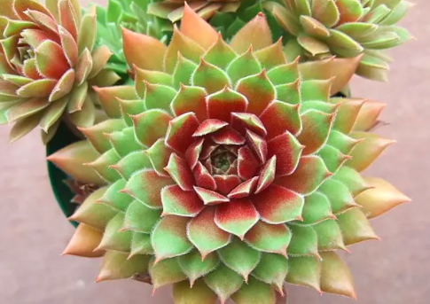 换盆的长生草需要浇水吗？