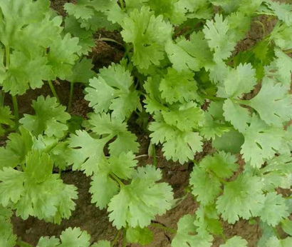 种香菜根能长出香菜吗？