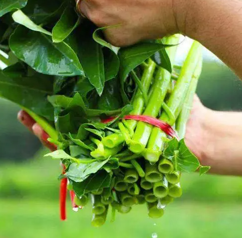 柳叶空心菜种子怎么种？