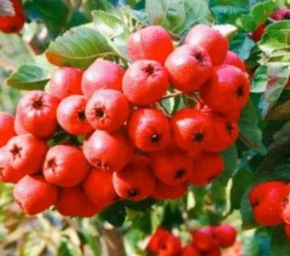 山楂树几月份移栽能活？