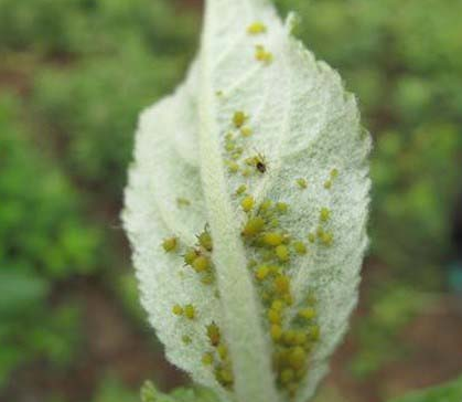 桃树蚜虫防治特效药有什么？