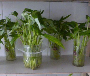 水杯水培空心菜种植方法和技术是什么？