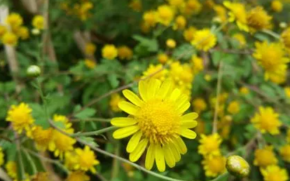 小叶菊花怎么养殖方法？