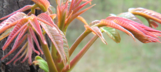 什么季节把香椿树主干截断好？