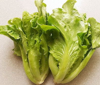 生菜种子种植方法步骤有什么？