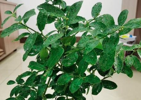 香水柠檬盆栽用多大盆？