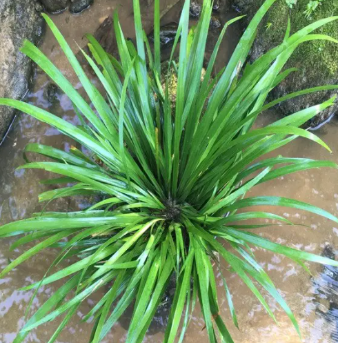 100斤石菖蒲可以晒多少干货？