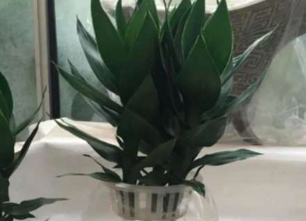 观音竹的寿命多少长？