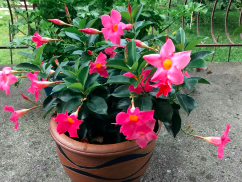 飘香藤的花期是几月份？