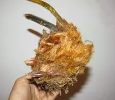 金毛狗蕨养护方法有什么？
