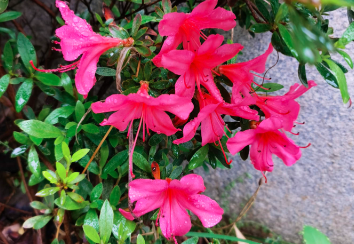 新买的杜鹃花如何上盆？