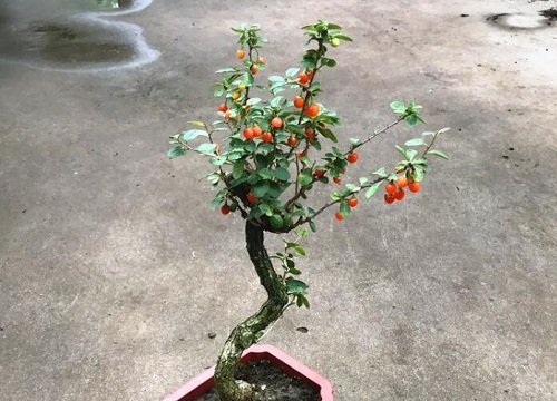 枸杞不开花不结果是什么原因？