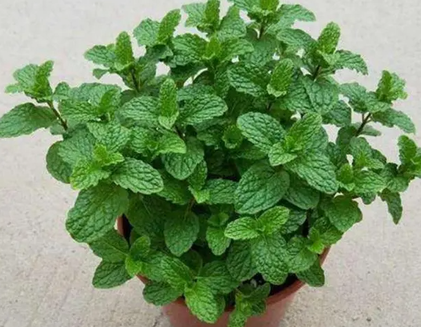 种哪些植物可以驱蚊？