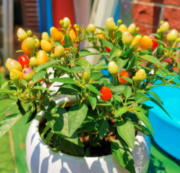 彩椒种子盆栽种植方法是什么？