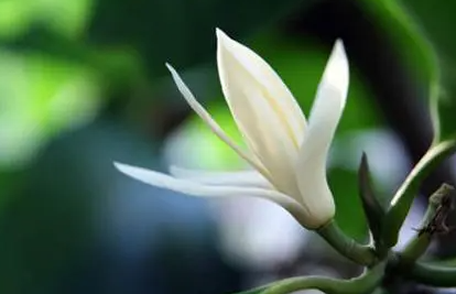 黄桷兰的养殖方法有什么？