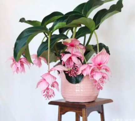 宝莲灯只长叶子不开花怎么回事？