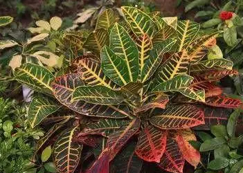 变色木能在屋里养吗？