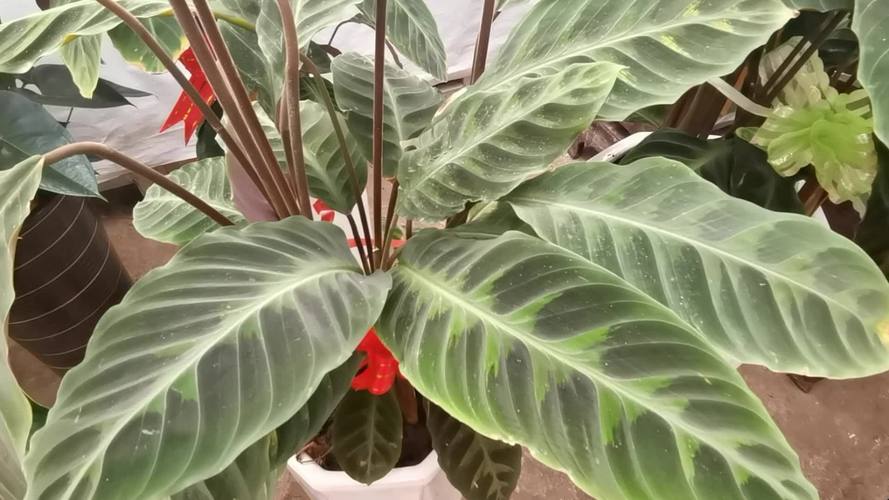 天鹅绒竹芋的繁殖方法有什么？