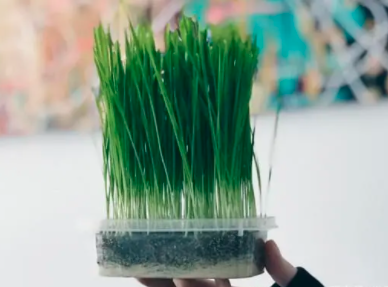 水培猫草种子可以土培吗？