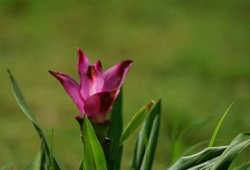 姜荷花的养殖方法和注意事项有什么？