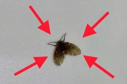 养花的小飞虫怎么彻底消灭？