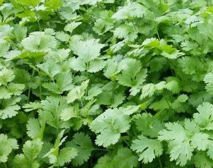 为什么夏天不能种香菜？