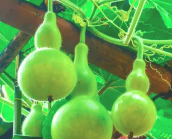 葫芦雄花太多能掐掉吗？