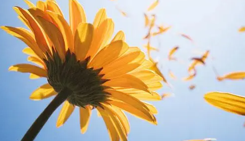 太阳花苗为什么发黄？