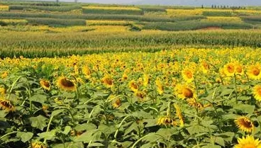 油葵花籽怎样种植方法是什么？