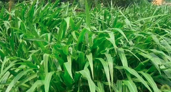 墨西哥玉米草是多年生还是一年生？