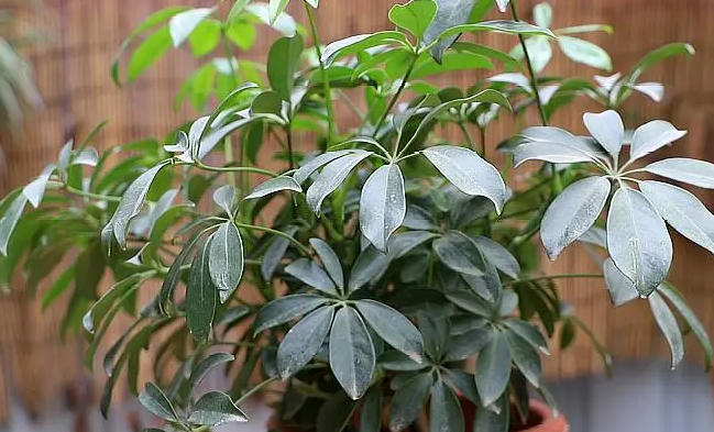 吸收二手烟的植物排名