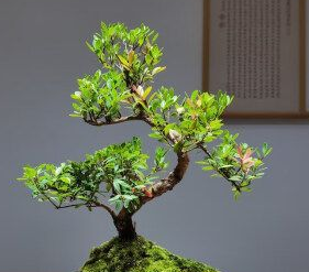 小叶赤楠是金丝楠木的一种吗？