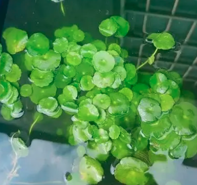 铜钱草一年可以剪几次？